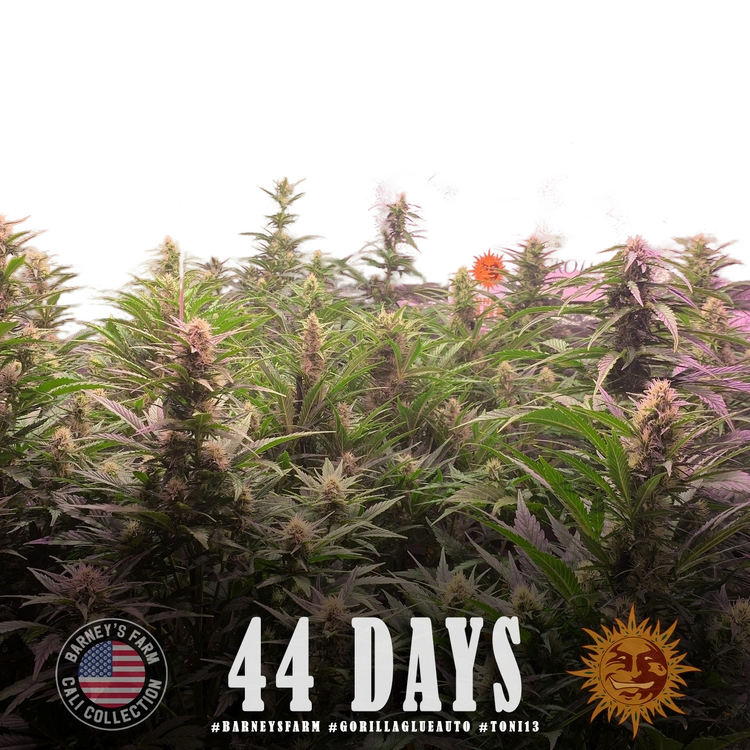 Gorilla Glue | AUTOFEM | Barneys Farm - Freigestellt 2026-05-31