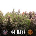 Gorilla Glue | AUTOFEM | Barneys Farm - Freigestellt 2026-05-31