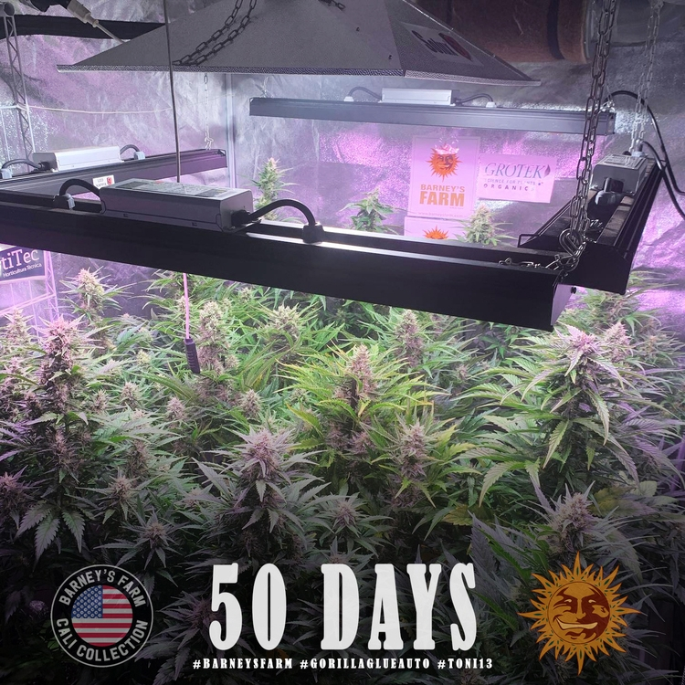 Gorilla Glue | AUTOFEM | Barneys Farm - Freigestellt 2026-05-31