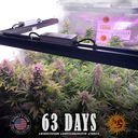 Gorilla Glue | AUTOFEM | Barneys Farm - Freigestellt 2026-05-31