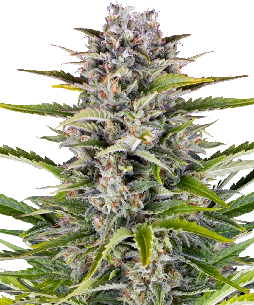 Gorilla Z | AUTOFEM | Barneys Farm - Freigestellt 2026-05-31