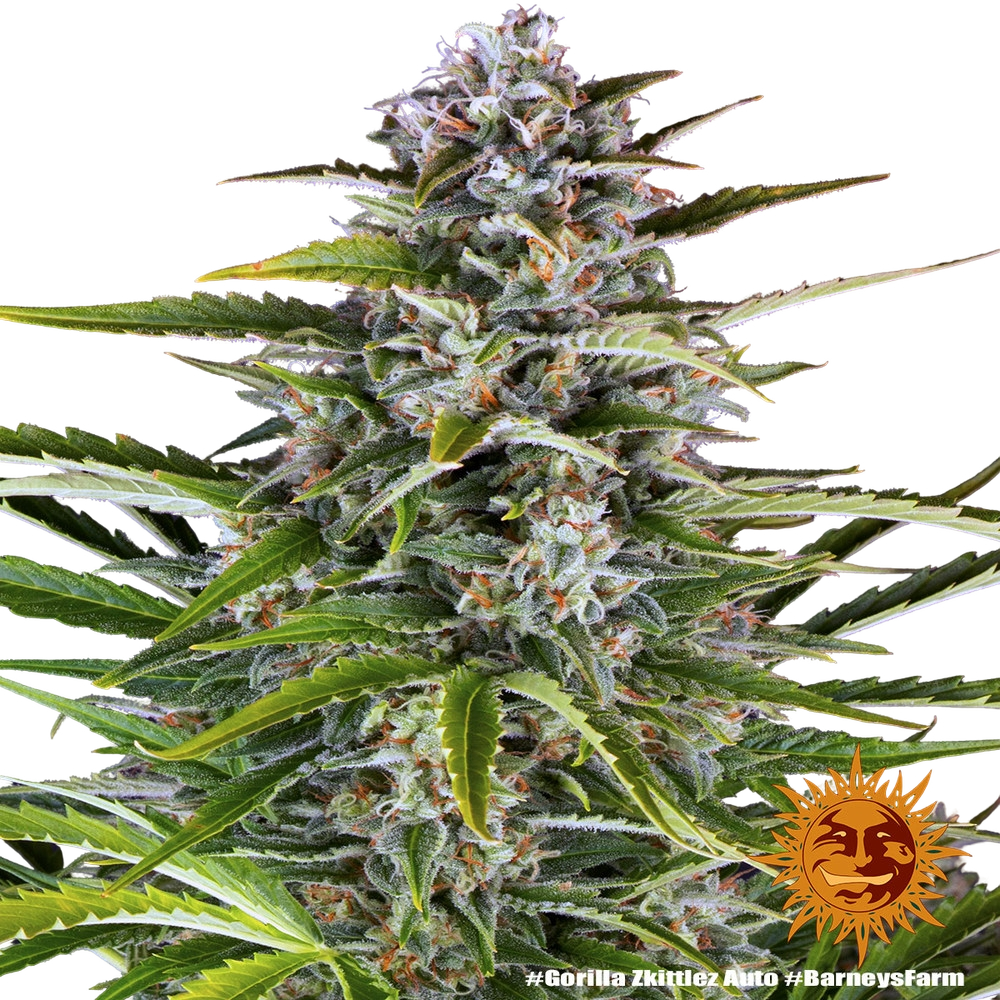 Gorilla Z | AUTOFEM | Barneys Farm - Freigestellt 2026-05-31