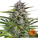 Gorilla Z | AUTOFEM | Barneys Farm - Freigestellt 2026-05-31