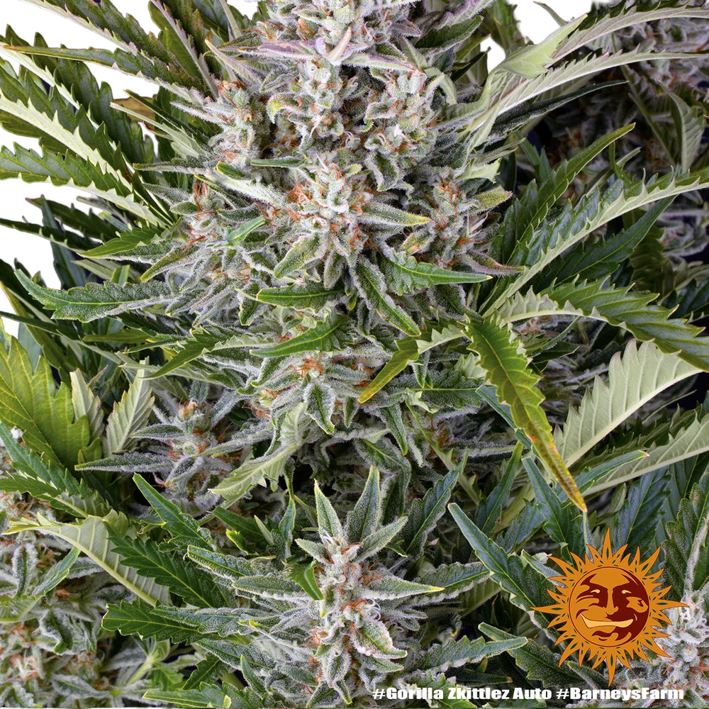Gorilla Z | AUTOFEM | Barneys Farm - Freigestellt 2026-05-31