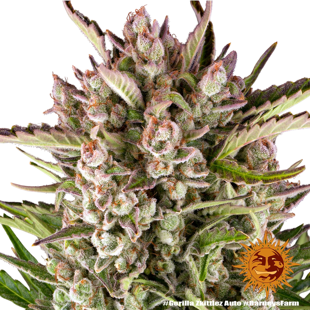 Gorilla Z | AUTOFEM | Barneys Farm - Freigestellt 2026-05-31