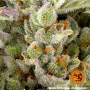 Gorilla Z | AUTOFEM | Barneys Farm - Freigestellt 2026-05-31