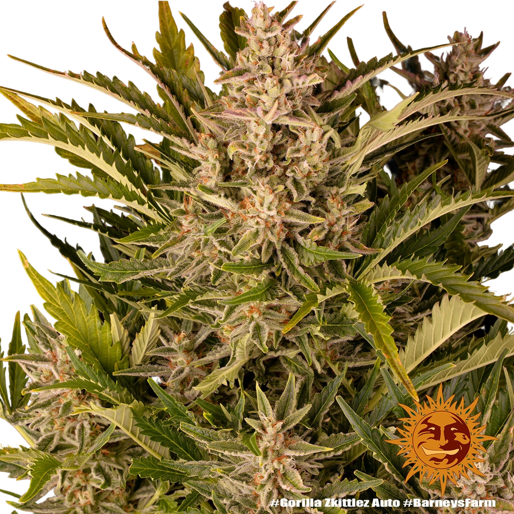 Gorilla Z | AUTOFEM | Barneys Farm - Freigestellt 2026-05-31