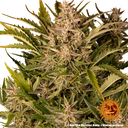 Gorilla Z | AUTOFEM | Barneys Farm - Freigestellt 2026-05-31