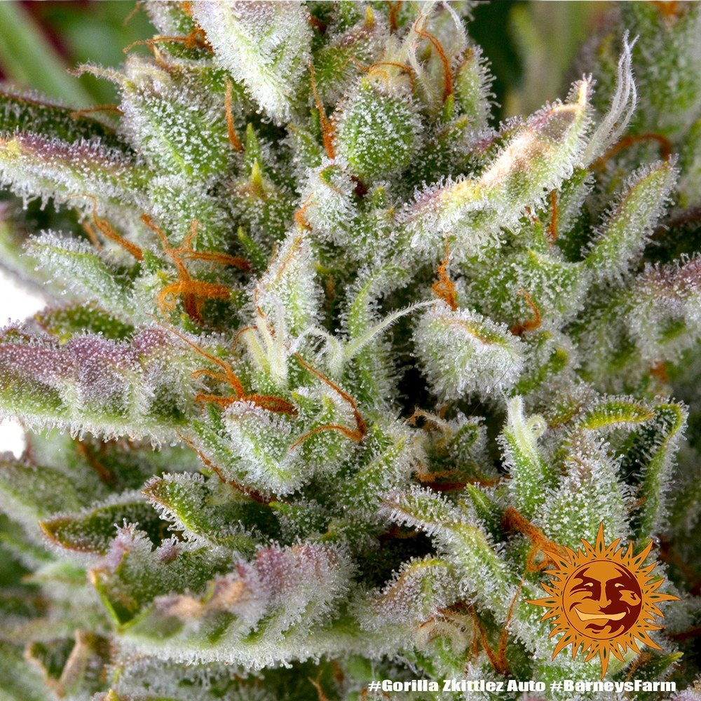 Gorilla Z | AUTOFEM | Barneys Farm - Freigestellt 2026-05-31