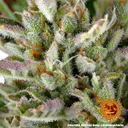 Gorilla Z | AUTOFEM | Barneys Farm - Freigestellt 2026-05-31