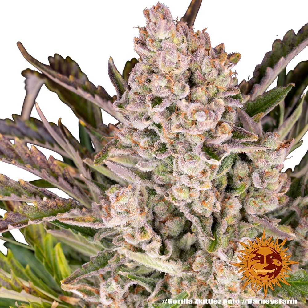 Gorilla Z | AUTOFEM | Barneys Farm - Freigestellt 2026-05-31