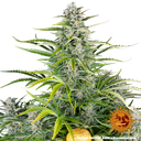 Gorilla Z | AUTOFEM | Barneys Farm - Freigestellt 2026-05-31