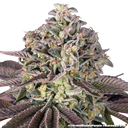 Granddaddy Purple | PHOTOFEM | Barneys Farm - Freigestellt 2026-05-31