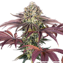 Granddaddy Purple | PHOTOFEM | Barneys Farm - Freigestellt 2026-05-31