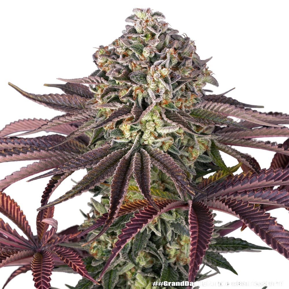 Granddaddy Purple | PHOTOFEM | Barneys Farm - Freigestellt 2026-05-31