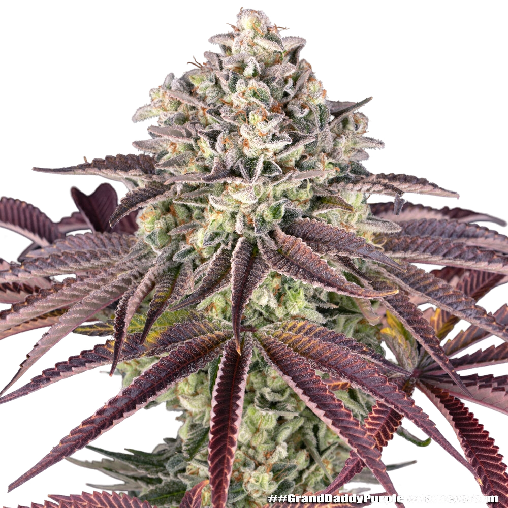 Granddaddy Purple | PHOTOFEM | Barneys Farm - Freigestellt 2026-05-31