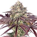 Granddaddy Purple | PHOTOFEM | Barneys Farm - Freigestellt 2026-05-31