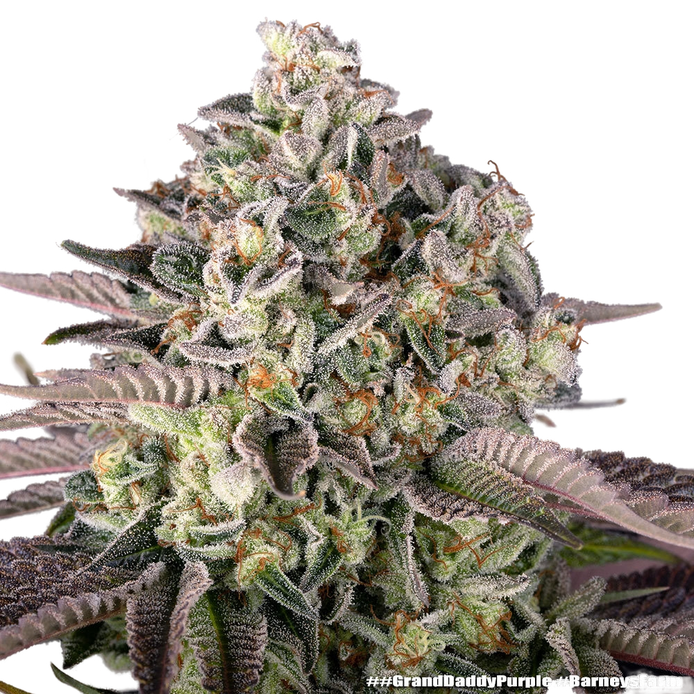 Granddaddy Purple | PHOTOFEM | Barneys Farm - Freigestellt 2026-05-31