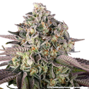 Granddaddy Purple | PHOTOFEM | Barneys Farm - Freigestellt 2026-05-31