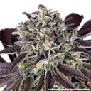 Granddaddy Purple | PHOTOFEM | Barneys Farm - Freigestellt 2026-05-31