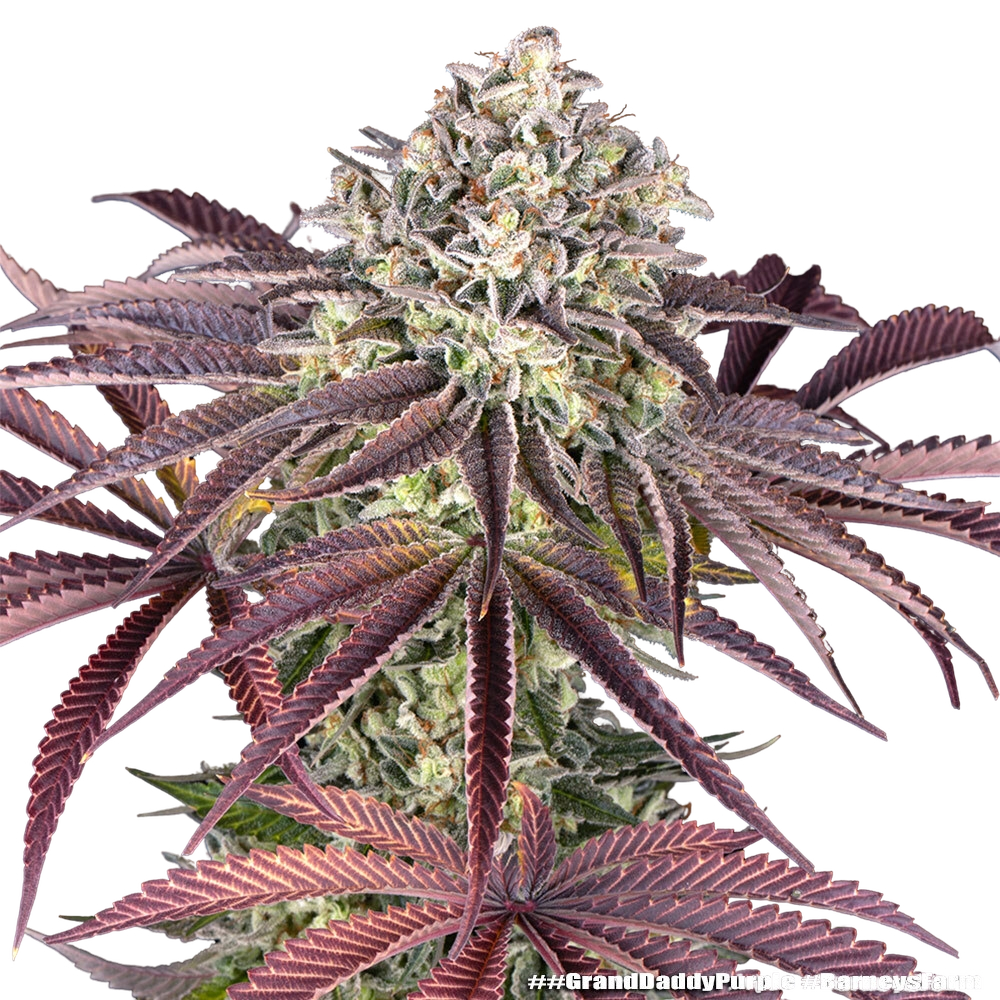 Granddaddy Purple | PHOTOFEM | Barneys Farm - Freigestellt 2026-05-31
