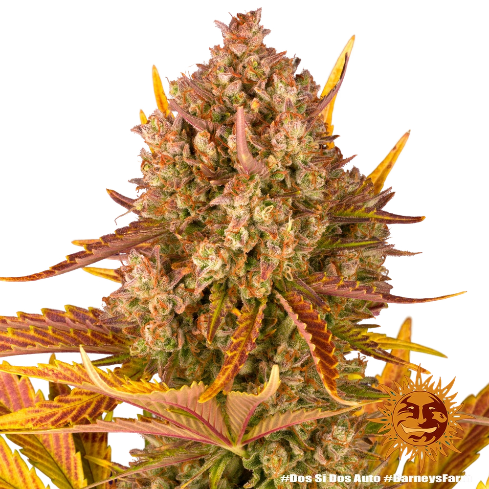 Dos Si Dos | AUTOFEM | Barneys Farm - Freigestellt 2026-05-31