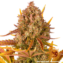 Dos Si Dos | AUTOFEM | Barneys Farm - Freigestellt 2026-05-31