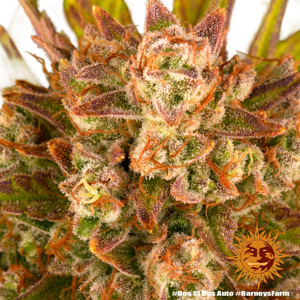 Dos Si Dos | AUTOFEM | Barneys Farm - Freigestellt 2026-05-31