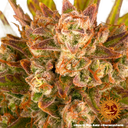 Dos Si Dos | AUTOFEM | Barneys Farm - Freigestellt 2026-05-31