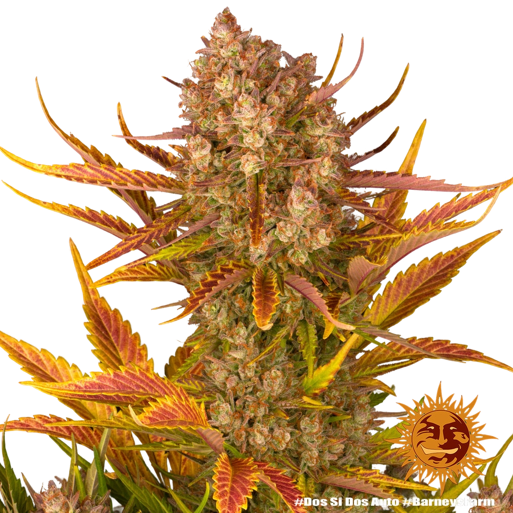 Dos Si Dos | AUTOFEM | Barneys Farm - Freigestellt 2026-05-31