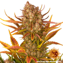 Dos Si Dos | AUTOFEM | Barneys Farm - Freigestellt 2026-05-31