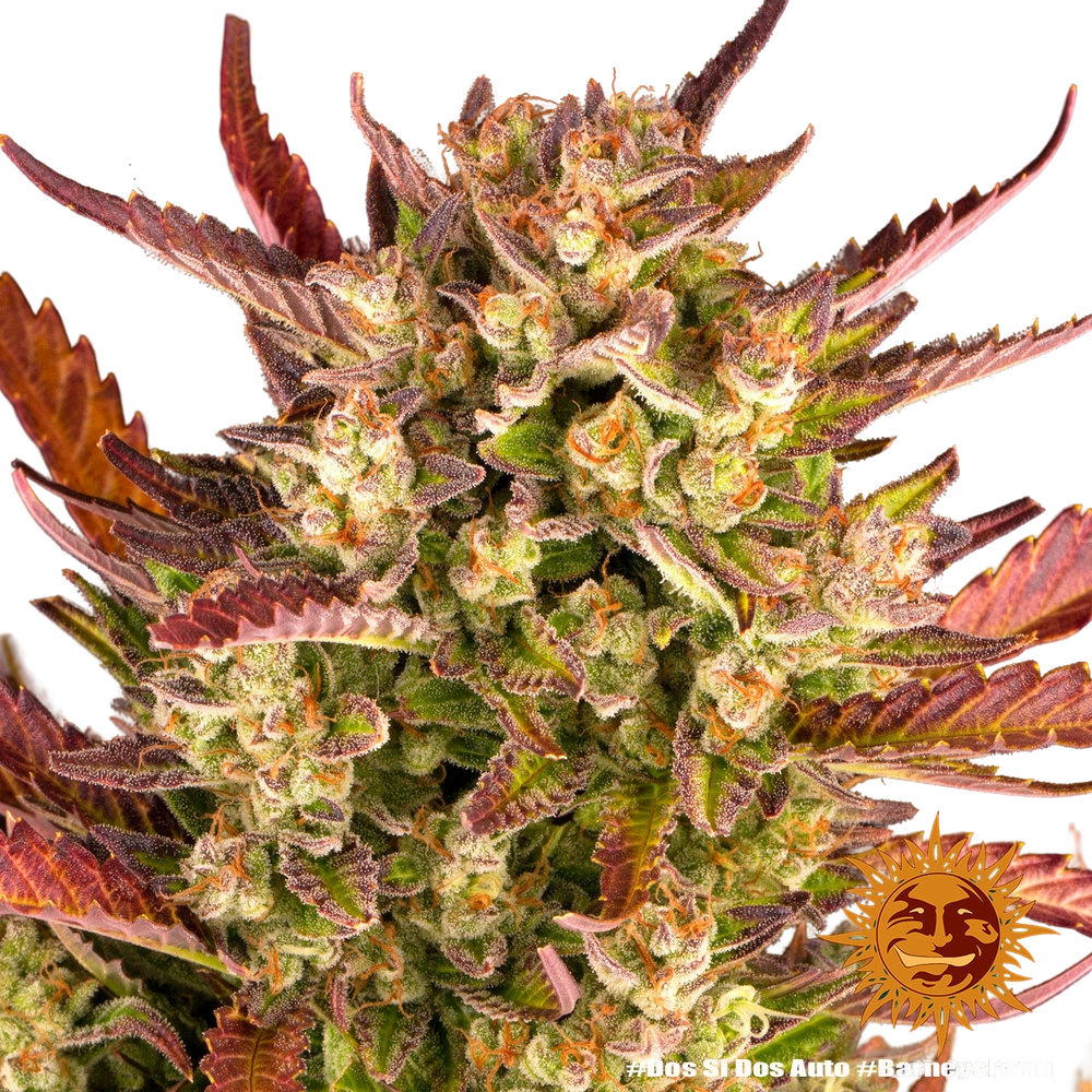 Dos Si Dos | AUTOFEM | Barneys Farm - Freigestellt 2026-05-31
