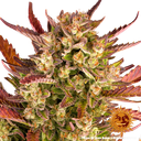Dos Si Dos | AUTOFEM | Barneys Farm - Freigestellt 2026-05-31