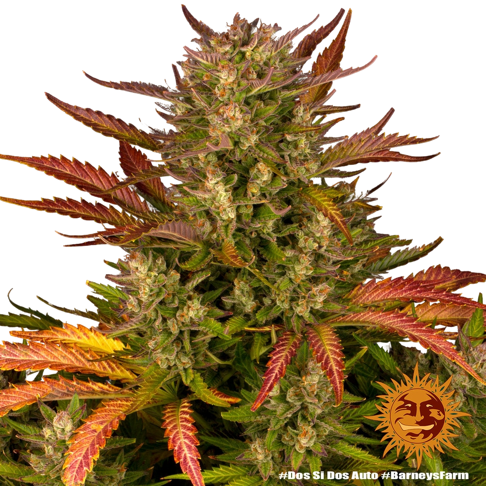 Dos Si Dos | AUTOFEM | Barneys Farm - Freigestellt 2026-05-31