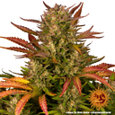 Dos Si Dos | AUTOFEM | Barneys Farm - Freigestellt 2026-05-31