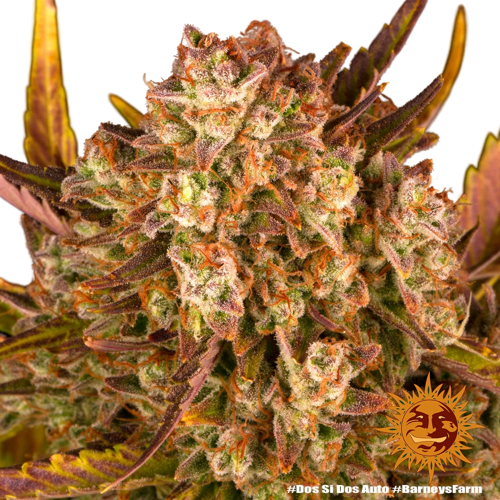 Dos Si Dos | AUTOFEM | Barneys Farm - Freigestellt 2026-05-31