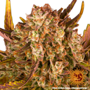 Dos Si Dos | AUTOFEM | Barneys Farm - Freigestellt 2026-05-31