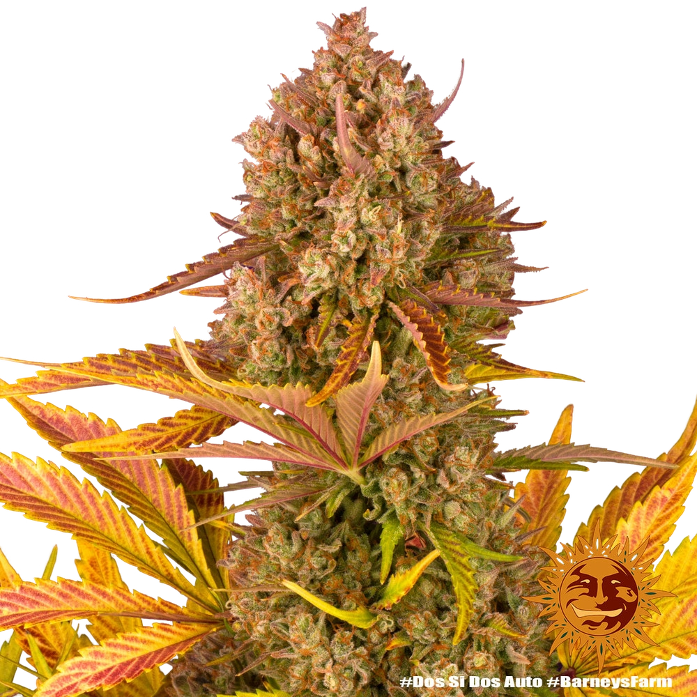 Dos Si Dos | AUTOFEM | Barneys Farm - Freigestellt 2026-05-31