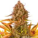 Dos Si Dos | AUTOFEM | Barneys Farm - Freigestellt 2026-05-31