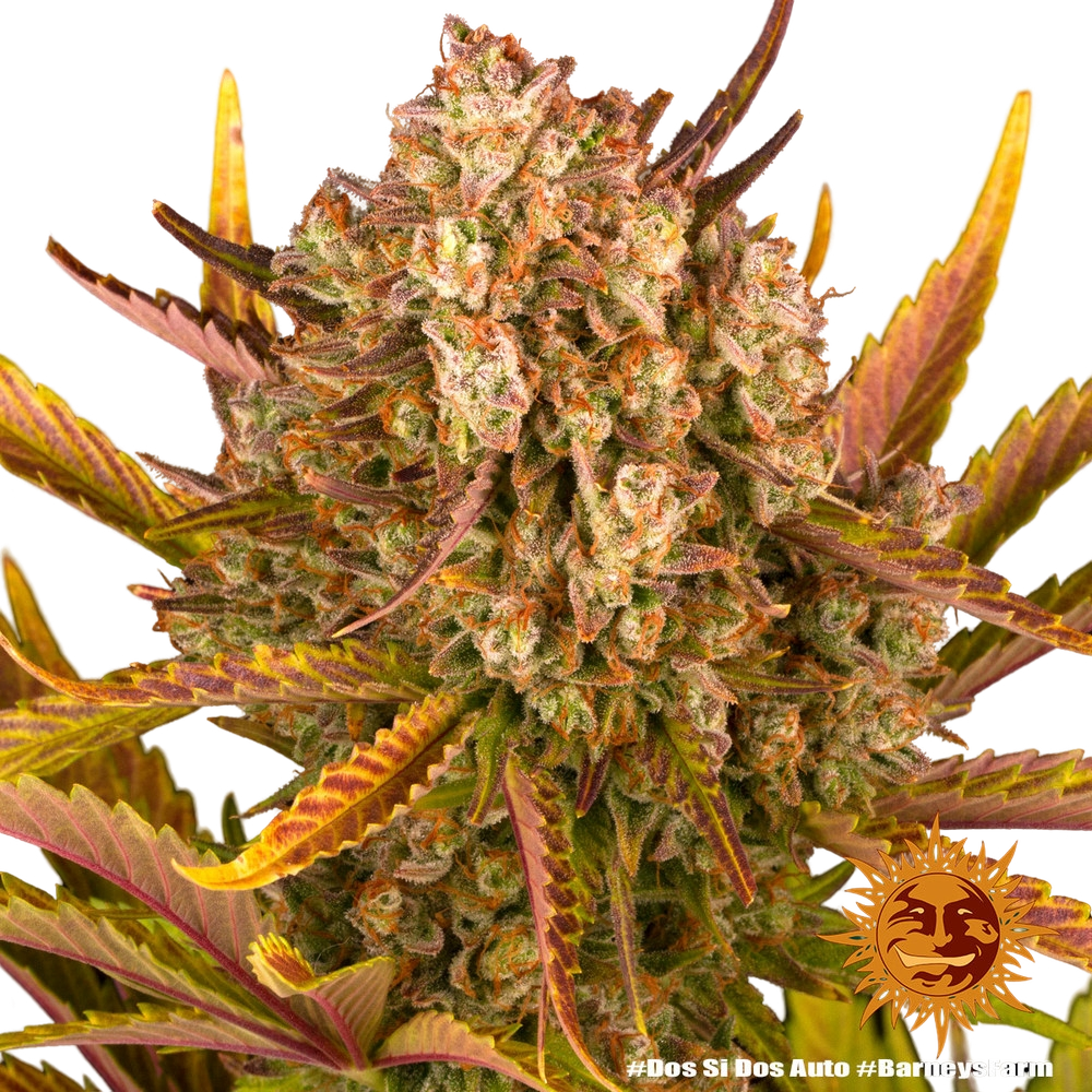 Dos Si Dos | AUTOFEM | Barneys Farm - Freigestellt 2026-05-31