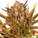 Dos Si Dos | AUTOFEM | Barneys Farm - Freigestellt 2026-05-31