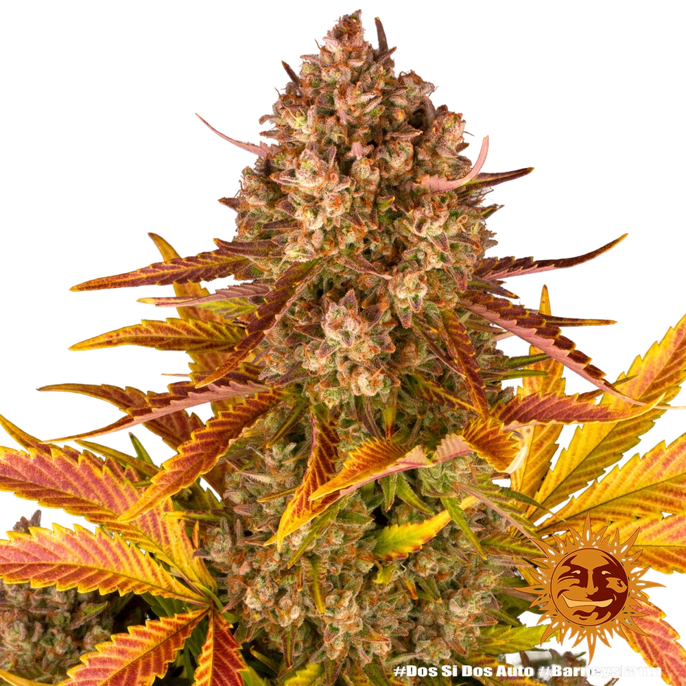 Dos Si Dos | AUTOFEM | Barneys Farm - Freigestellt 2026-05-31