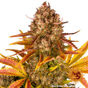 Dos Si Dos | AUTOFEM | Barneys Farm - Freigestellt 2026-05-31