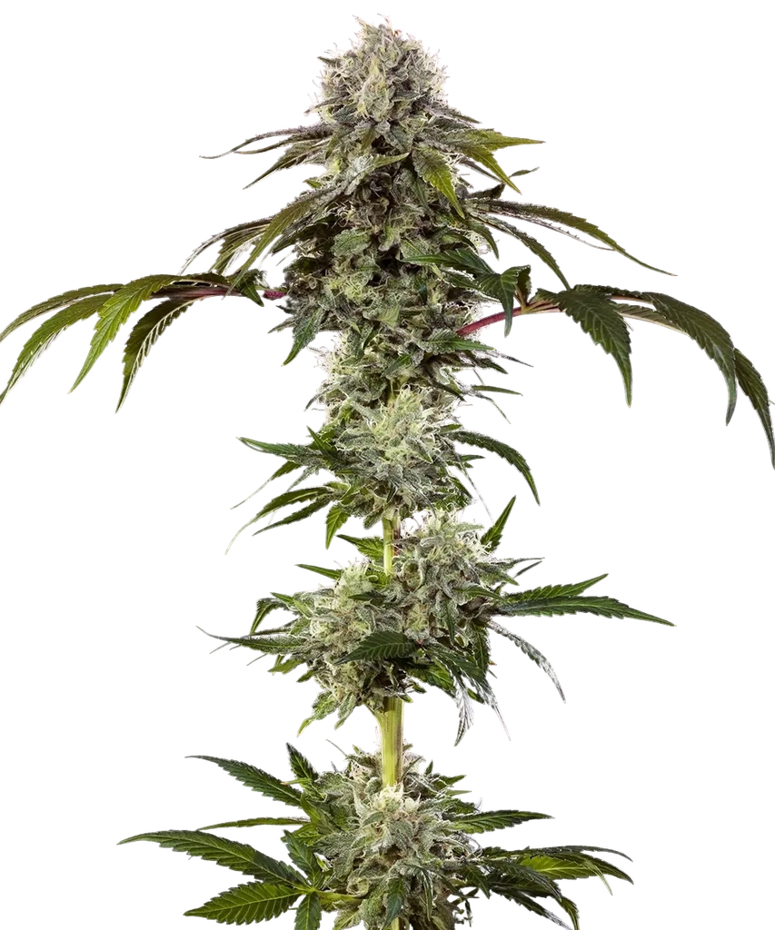 Durban Poison | PHOTOFEM | Barneys Farm - Freigestellt 2026-05-31