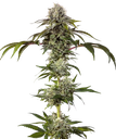 Durban Poison | PHOTOFEM | Barneys Farm - Freigestellt 2026-05-31