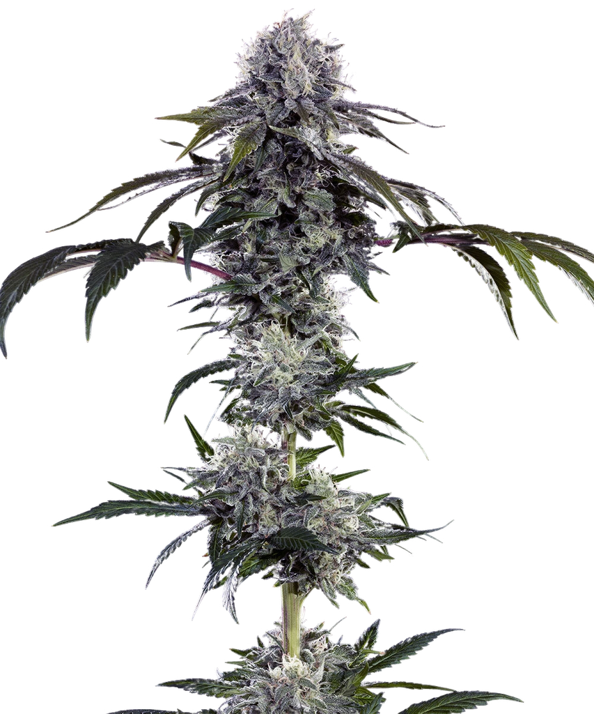 Durban Poison | PHOTOFEM | Barneys Farm - Freigestellt 2026-05-31