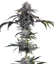 Durban Poison | PHOTOFEM | Barneys Farm - Freigestellt 2026-05-31