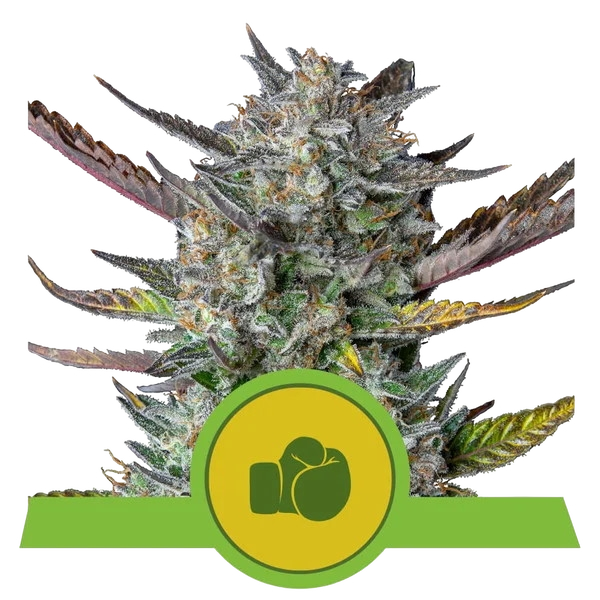Purple Punch Auto | AUTOFEM | Royal Queen Seeds