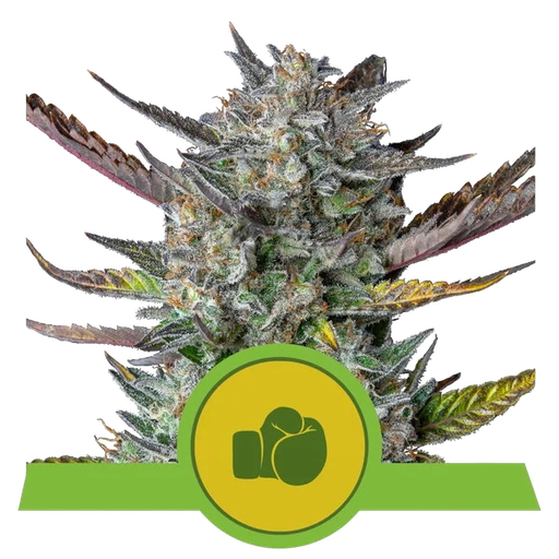 Purple Punch | AUTOFEM | Royal Queen Seeds