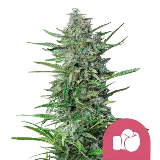 Purple Punch | PHOTOFEM | Royal Queen Seeds